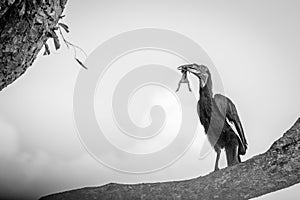 A Southern ground hornbill with a kill.