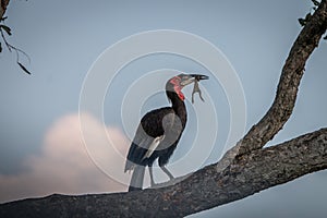 A Southern ground hornbill with a kill.