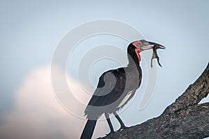 A Southern ground hornbill with a kill.