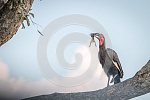 A Southern ground hornbill with a kill.