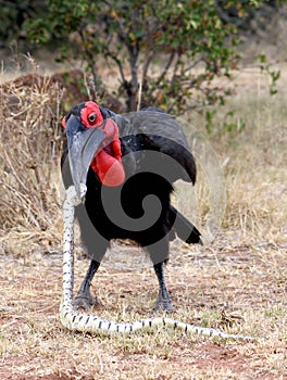 Southern Ground hornbill killing snake