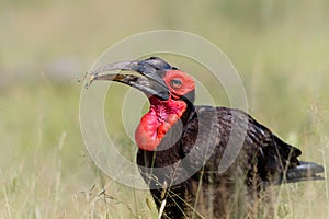 Southern Ground Hornbill  in Kruger National Park