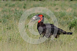 Southern Ground Hornbill  in Kruger National Park