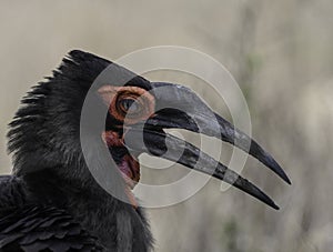 Southern ground hornbill in Kruger national park