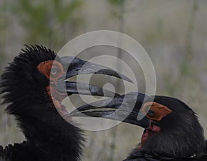 Southern ground hornbill in Kruger national park