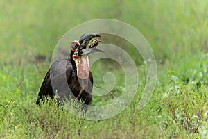 Southern Ground Hornbill in Kruger National Park