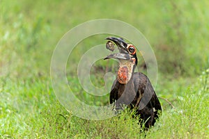 Southern Ground Hornbill in Kruger National Park