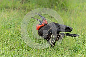 Southern Ground Hornbill in Kruger National Park
