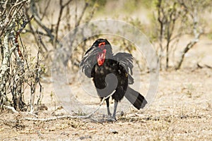 Southern Ground-Hornbill in Kruger National park