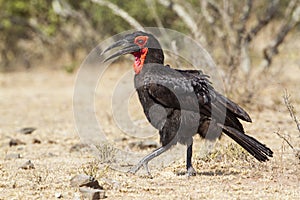 Southern Ground-Hornbill in Kruger National park