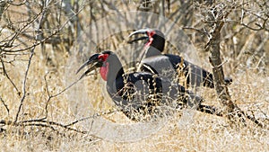 Southern Ground-Hornbill in Kruger National park