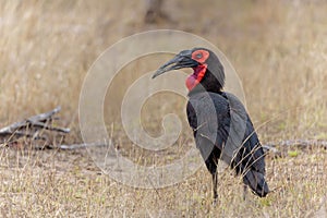 Southern Ground Hornbill in Kruger National Park in South Africa