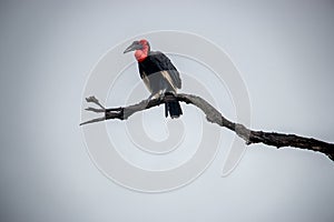 Southern ground hornbill in the Kruger National Park, South Africa.