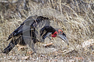 Southern Ground-Hornbill in Kruger National park, South Africa