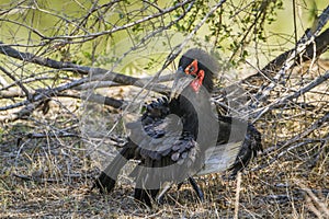 Southern Ground-Hornbill in Kruger National park, South Africa