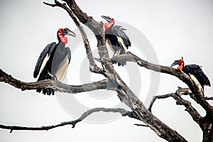 Southern ground hornbill in the Kruger National Park, South Africa.