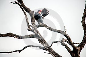 Southern ground hornbill in the Kruger National Park, South Africa.