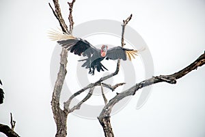 Southern ground hornbill in the Kruger National Park, South Africa.