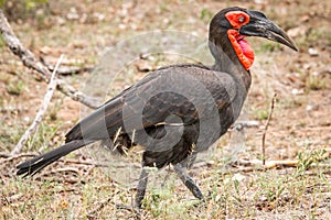 Southern ground hornbill in the Kruger National Park, South Africa.