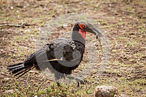 Southern ground hornbill in the Kruger National Park, South Africa.