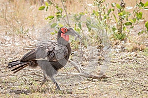 Southern Ground hornbill with a Lizard