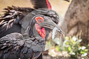 Southern ground hornbill with a Lizard kill.