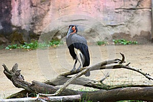 A Southern Ground Hornbill looks around its exhibit area at the zoo