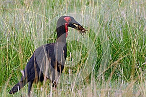 Southern ground hornbill, Maasai Mara Game Reserve, Kenya