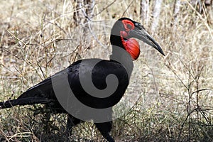 Southern Ground Hornbill - Namibia photo
