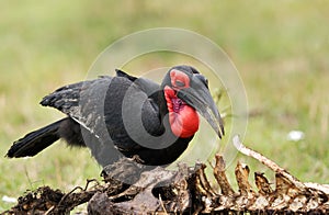 Southern ground hornbill near carcass, Masai Mara