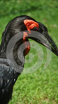 The southern ground hornbill, is one of two species of ground hornbill and is the largest species of hornbill