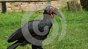 The southern ground hornbill, is one of two species of ground hornbill and is the largest species of hornbill