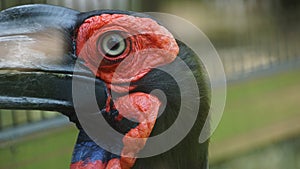 The southern ground hornbill, is one of two species of ground hornbill and is the largest species of hornbill