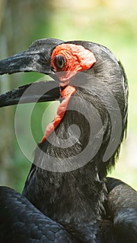 The southern ground hornbill, is one of two species of ground hornbill and is the largest species of hornbill