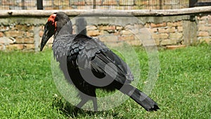 The southern ground hornbill, is one of two species of ground hornbill and is the largest species of hornbill