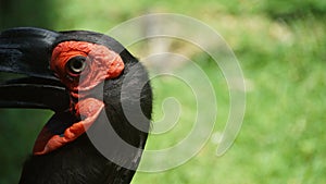 The southern ground hornbill, is one of two species of ground hornbill and is the largest species of hornbill