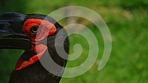 The southern ground hornbill, is one of two species of ground hornbill and is the largest species of hornbill