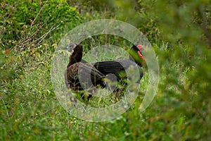 Southern ground hornbill pair in Kruger National Park in South Africa