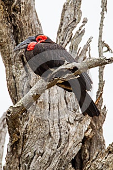 Southern Ground Hornbill perched on a branch next to its nest in the Kruger Park