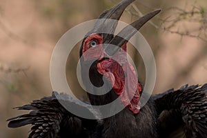 Southern ground hornbill portrait