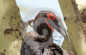 A Southern ground hornbill portrait in Lake Manyara