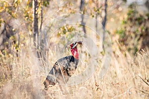 Southern ground hornbill with a Rain frog kill.