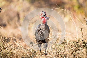 Southern ground hornbill with a Rain frog kill.