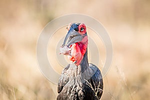 Southern ground hornbill with a Rain frog kill.