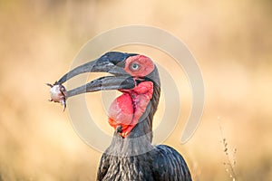 Southern ground hornbill with a Rain frog kill.