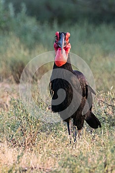 Southern Ground-Hornbill in the savanna in Kruger NP, Africa