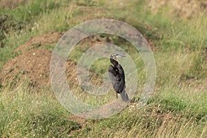 Southern Ground Hornbill seen walking in a green grass al Masai Mara, Kenya