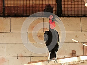 Southern ground hornbill sitting in a cage