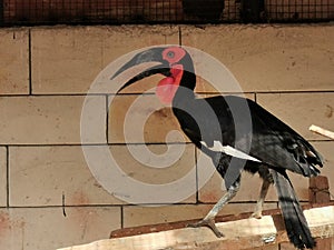 Southern ground hornbill sitting in a cage