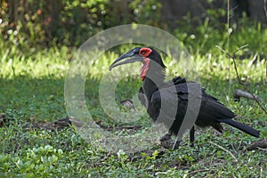 Southern Ground-Hornbill in South Luangwa National Park, Zambia